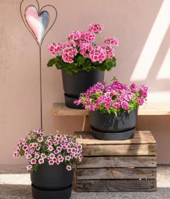 Minihängepetunie 'Rosenauge'