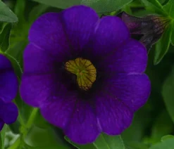 Minihängepetunie, verschiedene Farben