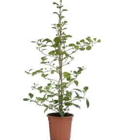 Mistelfeige - Ficus deltoidea