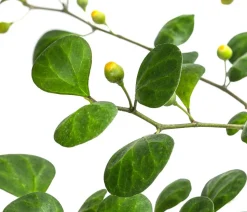 Mistelfeige - Ficus deltoidea