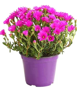 Mittagsblume, Busch