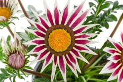 Mittagsgold, verschiedene Farben