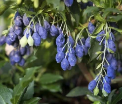 4-Monats-Heidelbeere 'Lucky Berry®'