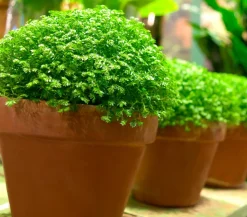 Moosfarn - Selaginella apoda