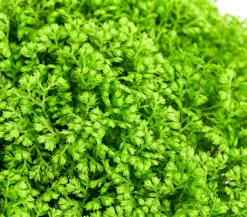 Moosfarn - Selaginella apoda