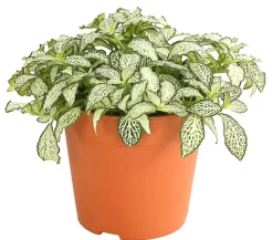 Mosaikpflanze - Fittonia verschaffeltii, verschiedene Sorten