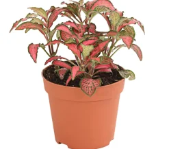 Mosaikpflanze - Fittonia verschaffeltii, verschiedene Sorten