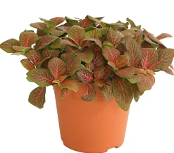 Mosaikpflanze - Fittonia verschaffeltii, verschiedene Sorten