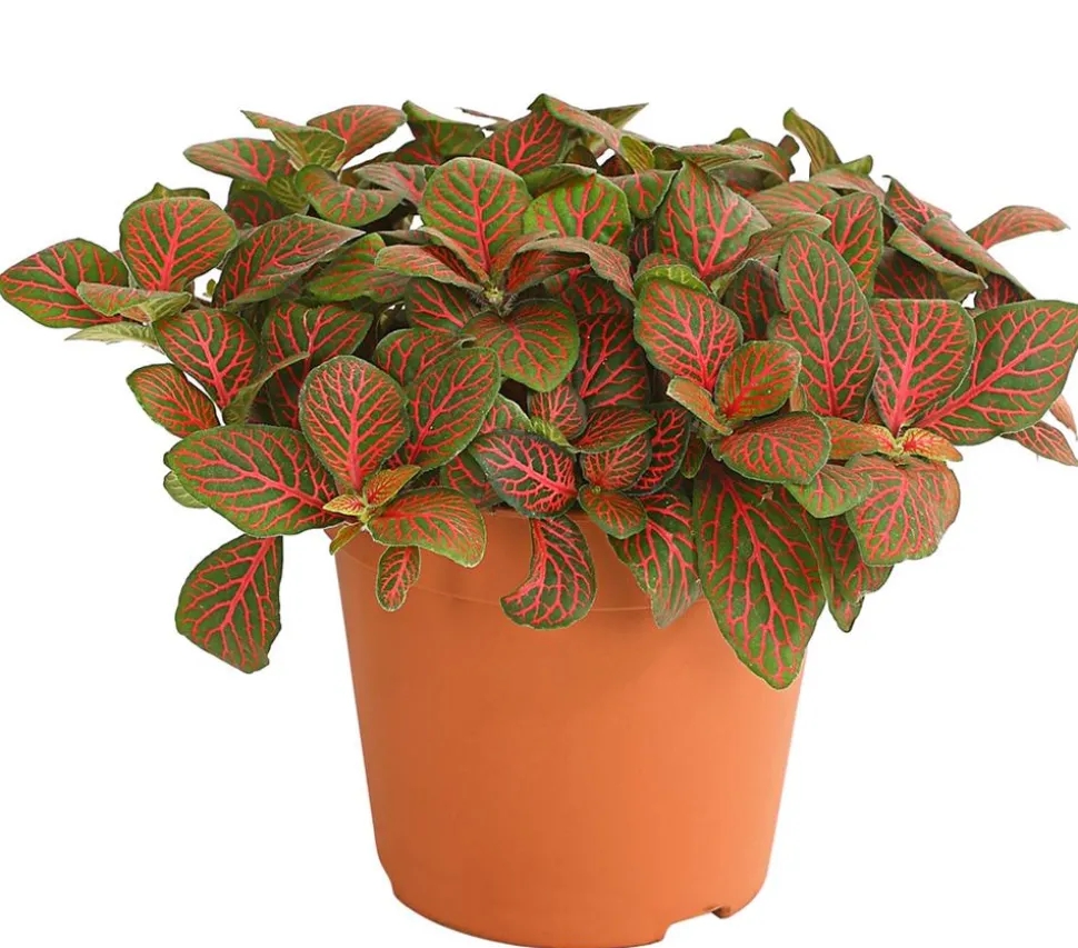 Mosaikpflanze - Fittonia verschaffeltii, verschiedene Sorten