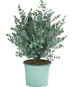 Mostgummi-Eukalyptus 'Azura'