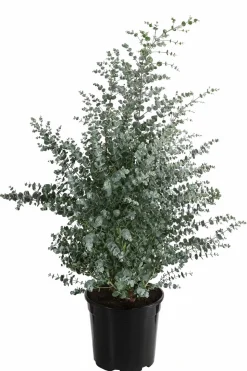 Mostgummi-Eukalyptus 'Azura'