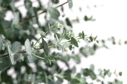 Mostgummi-Eukalyptus 'Azura'