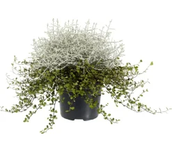 Mueca - Gitterkraut und Mühlenbeckia