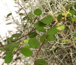 Mueca - Gitterkraut und Mühlenbeckia