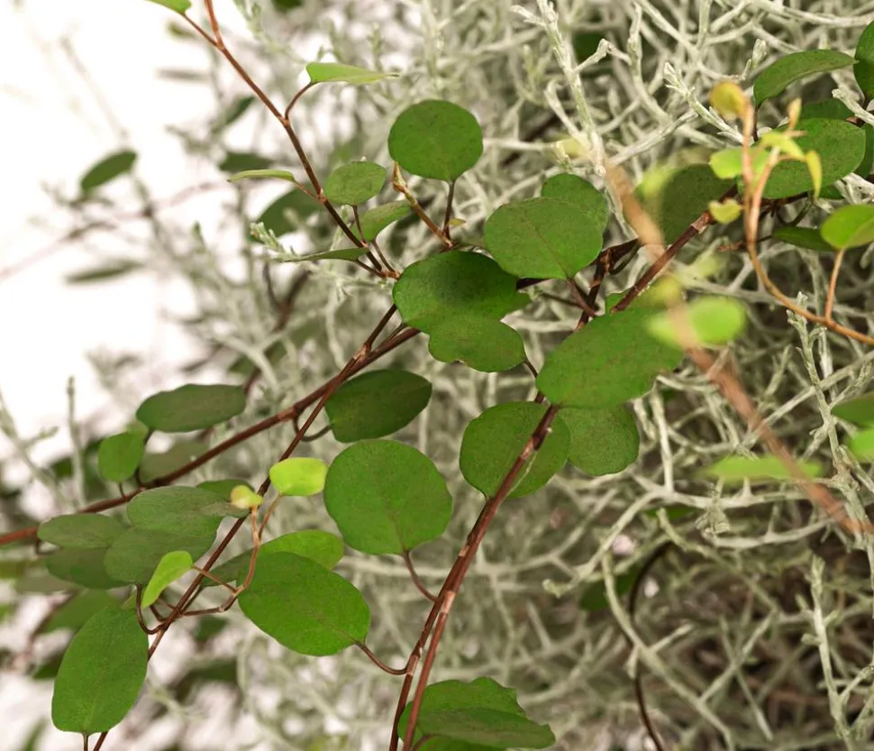 Mueca - Gitterkraut und Mühlenbeckia