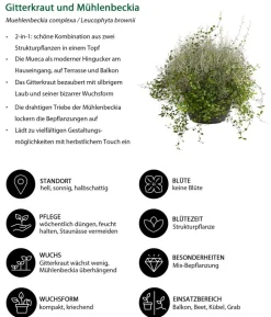 Mueca - Gitterkraut und Mühlenbeckia