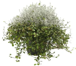 Mueca - Gitterkraut und Mühlenbeckia
