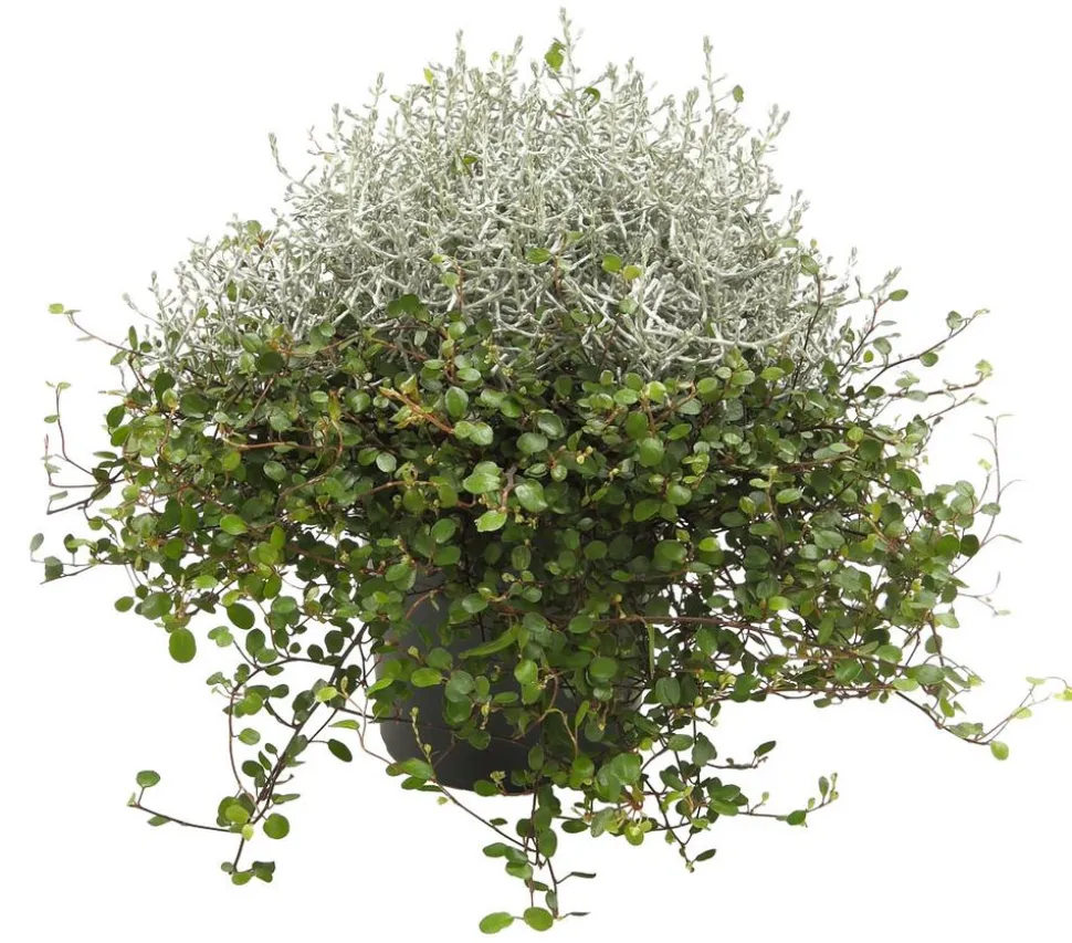 Mueca - Gitterkraut und Mühlenbeckia