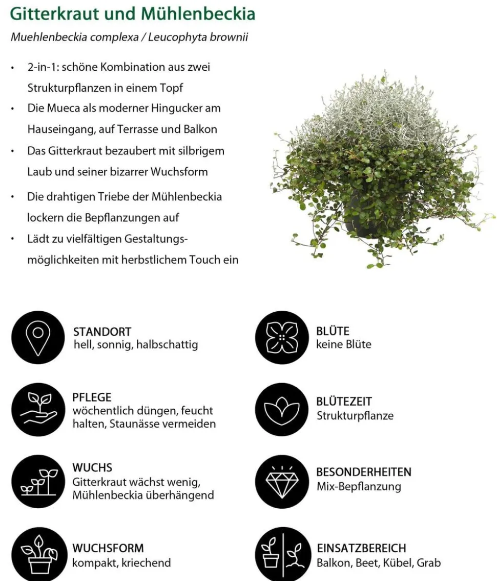 Mueca - Gitterkraut und Mühlenbeckia
