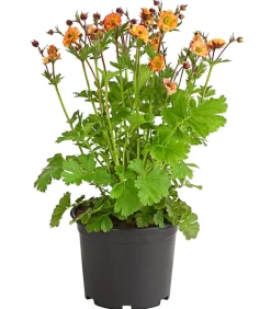 Nelkenwurz 'Mai Tai'