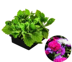 Niedrige Sommeraster, verschiedene Farben, 6er Schale