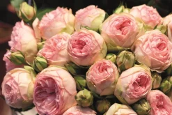 Noblesse® Spray-Rose 'Lovely Rokoko®'