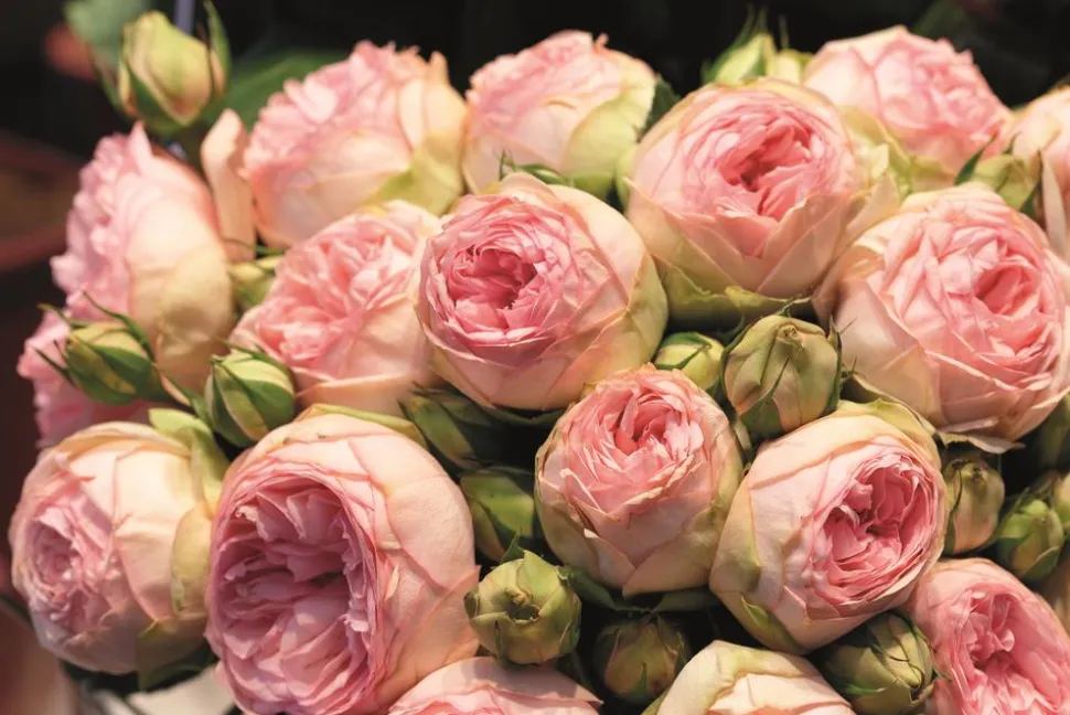 Noblesse® Spray-Rose 'Lovely Rokoko®'