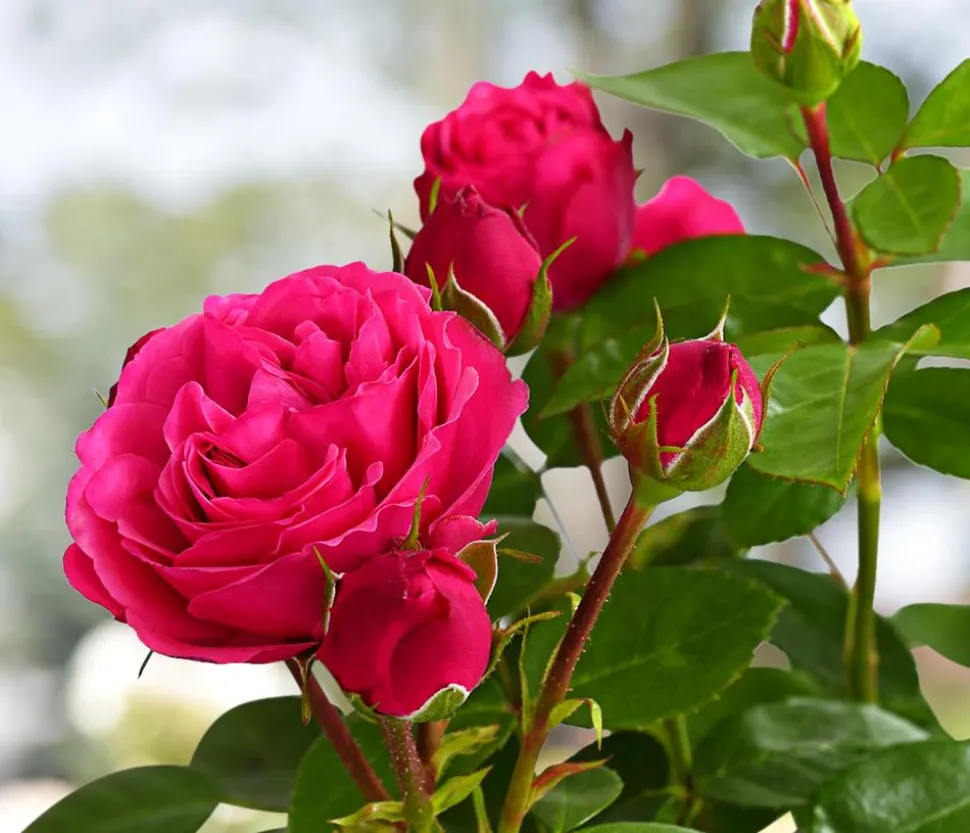 Noblesse® Spray-Rose 'Magic Rokoko®'