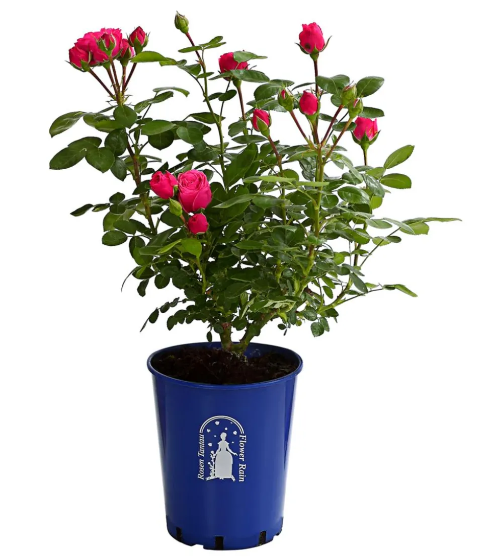 Noblesse® Spray-Rose 'Magic Rokoko®'