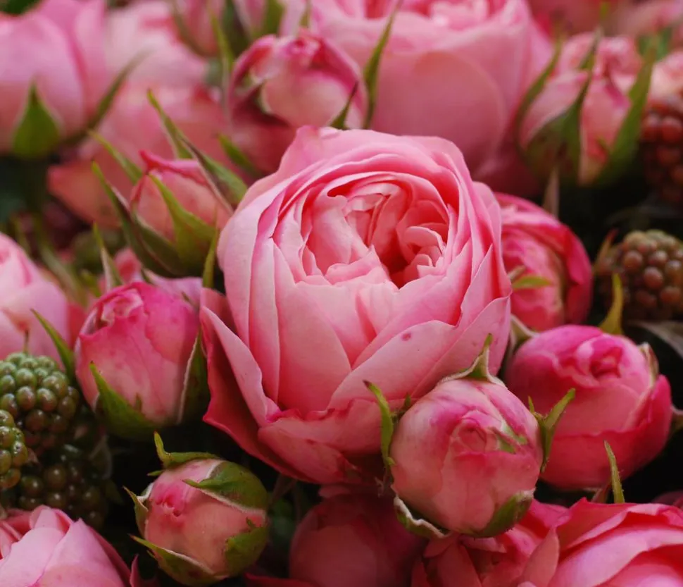 Noblesse® Spray-Rose 'Playful Rokoko®'