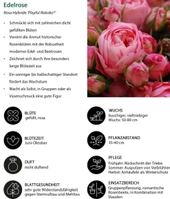 Noblesse® Spray-Rose 'Playful Rokoko®'