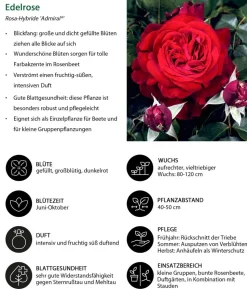 Nostalgie®-Edelrose 'Admiral®'