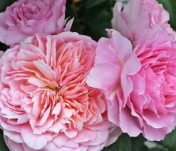 Nostalgie®-Edelrose 'Eisvogel®'