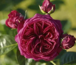 Nostalgie®-Edelrose 'Marietta®'