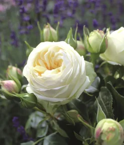 Nostalgie®-Edelrose 'Wedding Piano®'