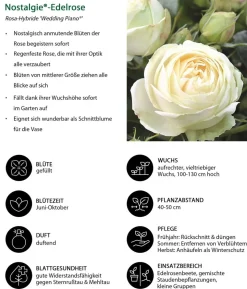 Nostalgie®-Edelrose 'Wedding Piano®'