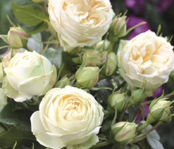 Nostalgie®-Edelrose 'Wedding Piano®'