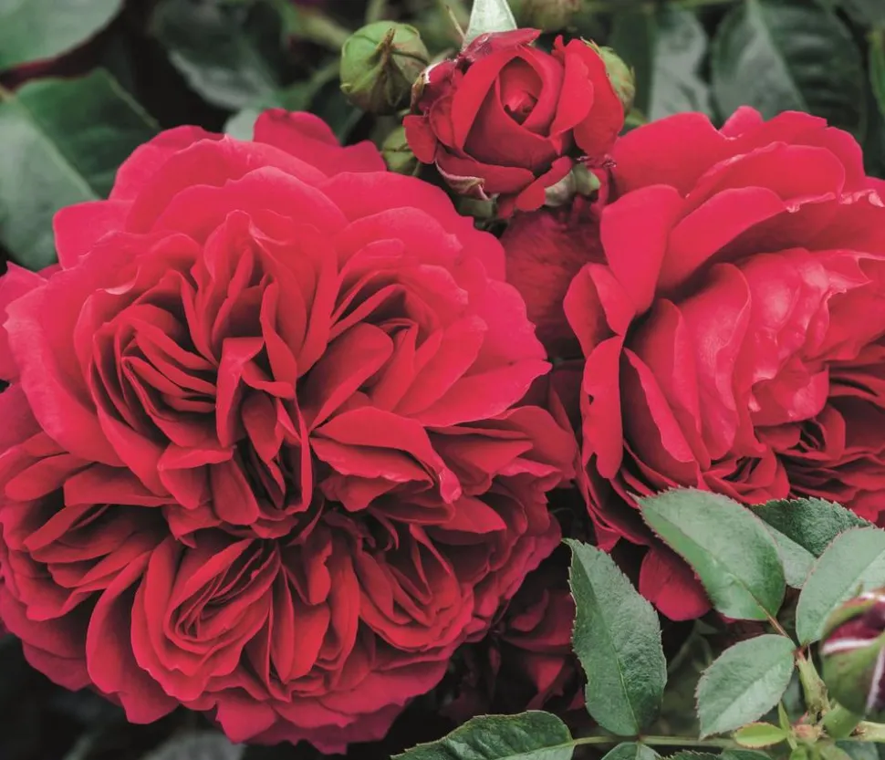 Nostalgie®-Strauchrose 'Soul®'