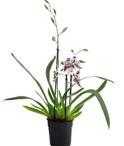 Odontonia-Orchidee - Odontonia hybriden 'Carla'