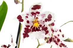 Odontonia-Orchidee - Odontonia hybriden 'Carla'