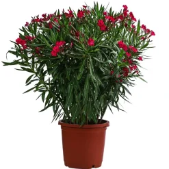 Oleander, Solitärbusch