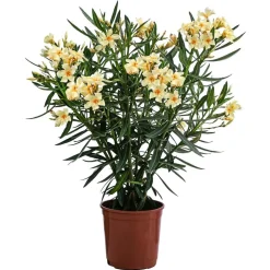 Oleander, Busch