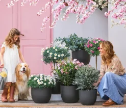 Oleander, Busch