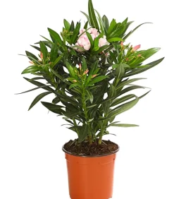 Oleander, Busch, verschiedene Farben
