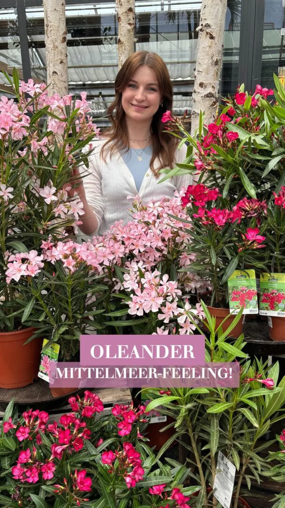 Oleander, Busch, verschiedene Farben