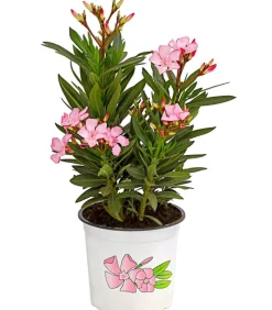 Oleander, Busch, verschiedene Farben