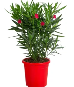 Oleander 'Jannoch'