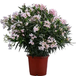 Oleander, Solitärbusch