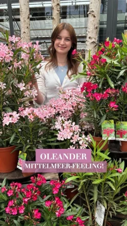 Oleander, Solitärbusch, verschiedene Farben