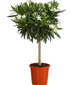 Oleander, Stämmchen, verschiedene Farben